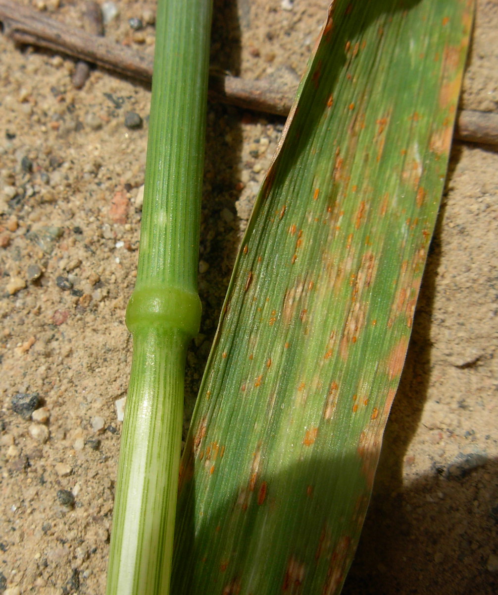 Avena sativa L. / Avena comune